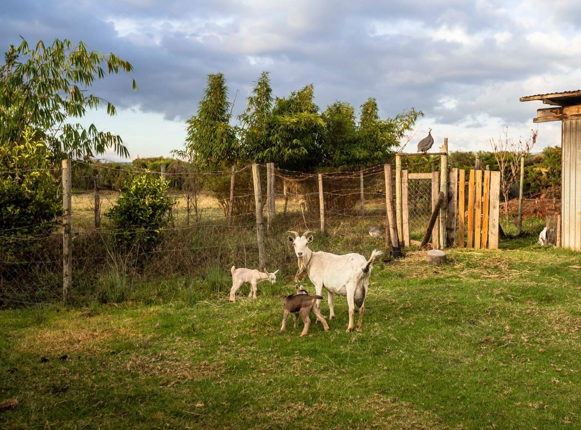 Mount Kenya Farm Stay Nanyuki Exterior foto